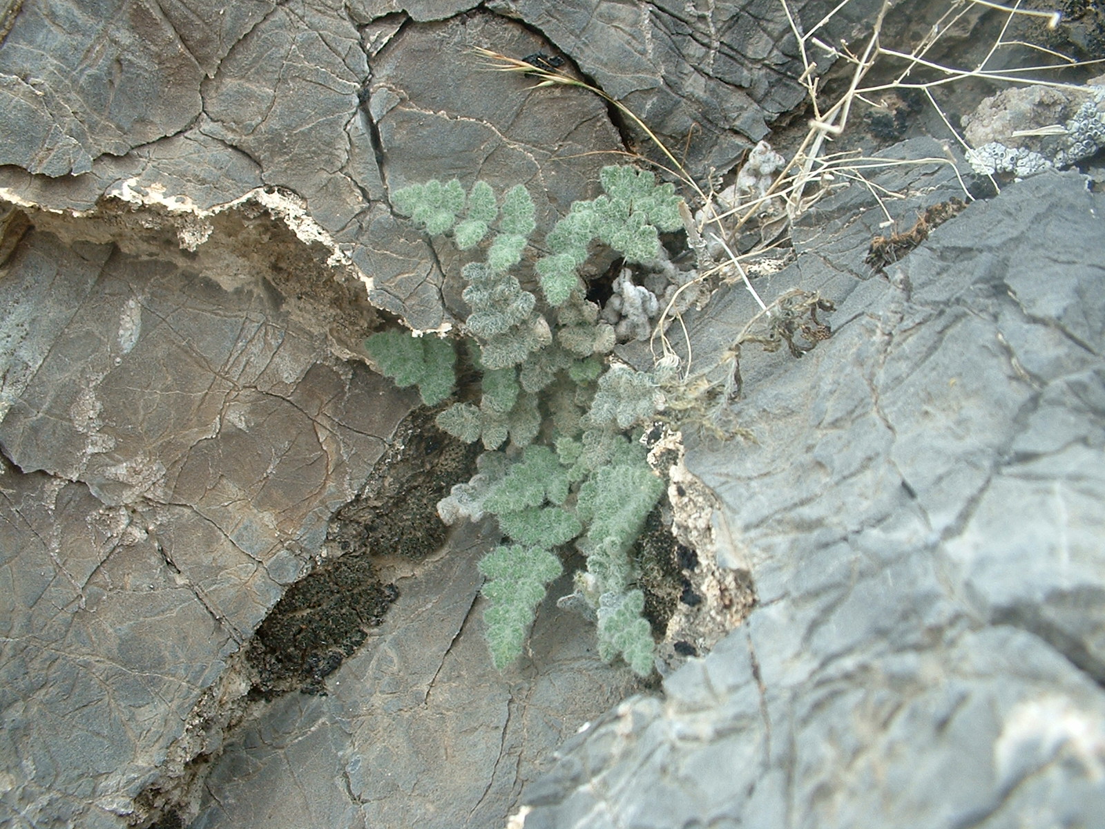 Cheilanthes paryii
