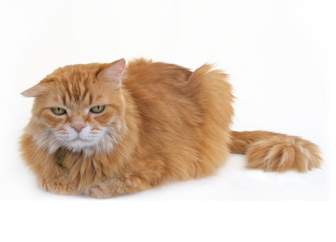 Mr. Maji, a long-haired orange cat with white muzzle