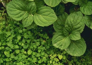 Peppermint and Corsican mint plant