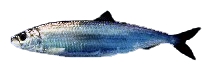 大西洋鲱鱼（Clupea harengus） 世界上最繁盛的鱼种