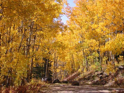 Aspen in autumn color change on the Grand Mesa National Scenic Byway