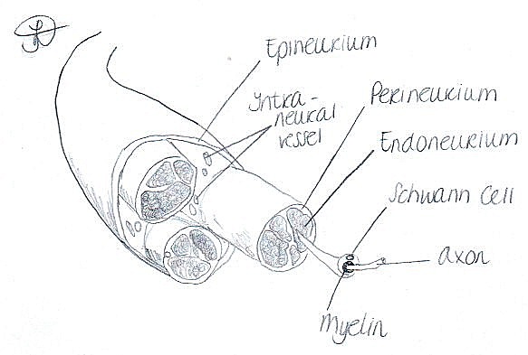 Nerve Anatomy