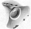 雄性幼体的漏斗和外套膜闭锁器（5.0毫米）来自南大西洋赤道附近