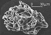 Close up of tiny particle of volcanic ash, showing its many tiny tubular holes