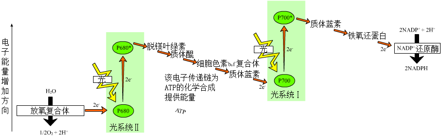 Z型反应