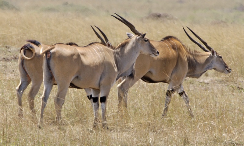 Common eland