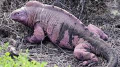 The pink iguana of the Galapagos Islands was first identified in 1986 and first recognized as a distinct species in 2009.