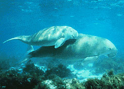 Dugong mother and her offspring in shallow waters.