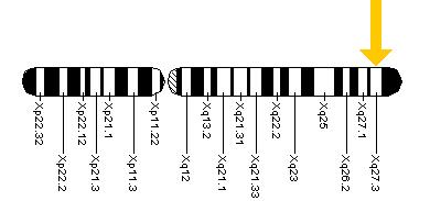 Location of the FMR1 gene