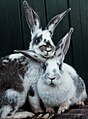两个兔子