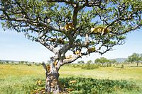 A group of lions on the tree in the Serengeti prairies.