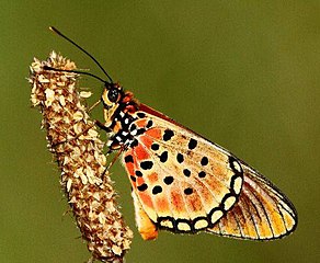 Underside of wings