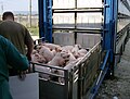 Image 27Pigs being loaded into their transport (from Livestock)