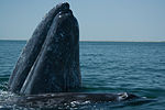 Whale Sanctuary of El Vizcaino