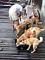 Borneo dogs eating