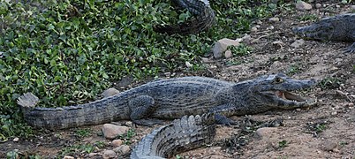 Yacare caiman