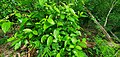 Callicarpa lamii in secondary limestone forest, Talofofo, Guam