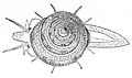 貝氏鐘螺（英語：Calliostoma bairdii）（Calliostoma bairdii）活體的頂視圖