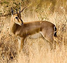 Chinkara at Narayan Sarovar Sanctuary