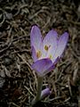 Colchicum cilicicum 'Purpureum' close-up