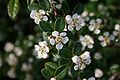 Flowers of Cotoneaster dammeri