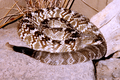 Black-tail rattlesnake (Crotalus molossus)
