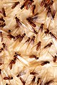 繁殖型蚁（飞蚁）