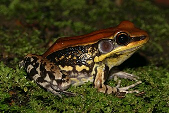 Lateral view