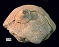 Unidentified calcarean fossil (with encrusting crinoid) from the Jurassic of Israel