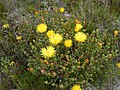 Lampranthus glaucus