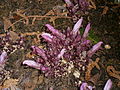 Lathraea clandestina blooming