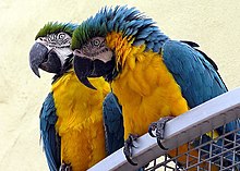 Blue-and-yellow macaws (Ara ararauna)