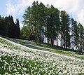 Narcissi fields under Golica