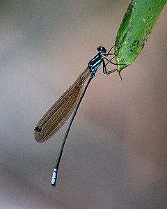 Phylloneura westermanni male