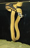 Hydrophis platurus, a front-fanged venomous snake, related to the brown snakes, cobras and taipans (Elapidae)