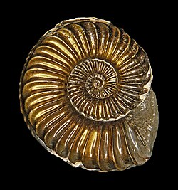 Fossils of the Early Jurassic ammonoid Pleuroceras solare