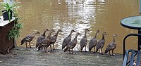 Group of plumed whistling ducks