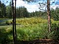 Červené blato National Nature Reserve with excavated peat bog