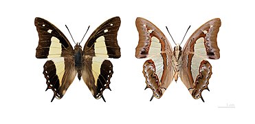 窄斑凤尾蛱蝶 P. athamas attalus