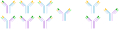 Quadroma antibodies