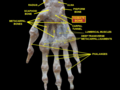 右手腕关节深层解剖，掌面观。