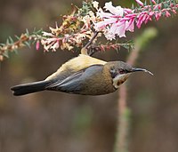 東尖嘴吸蜜鳥（Acanthorhynchus tenuirostris）