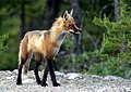 Adult fox