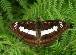 異紋帶蛺蝶 A. selenophora♂