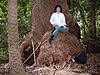 Base of Eucalyptus botryoides, Hacking River