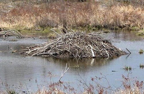 Beaver Lodge, Ontario, Canada