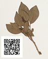 File:Brunfelsia plowmaniana type specimen with QRpedia code.jpg