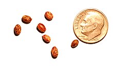 A photo of Caragana arborescens seeds with a dime.