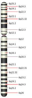 6號染色體