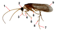 Daternomina属物种的雄性成虫